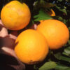 citricos