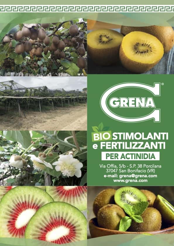 it speciale actinidia kiwi
