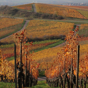 news post vendemmia