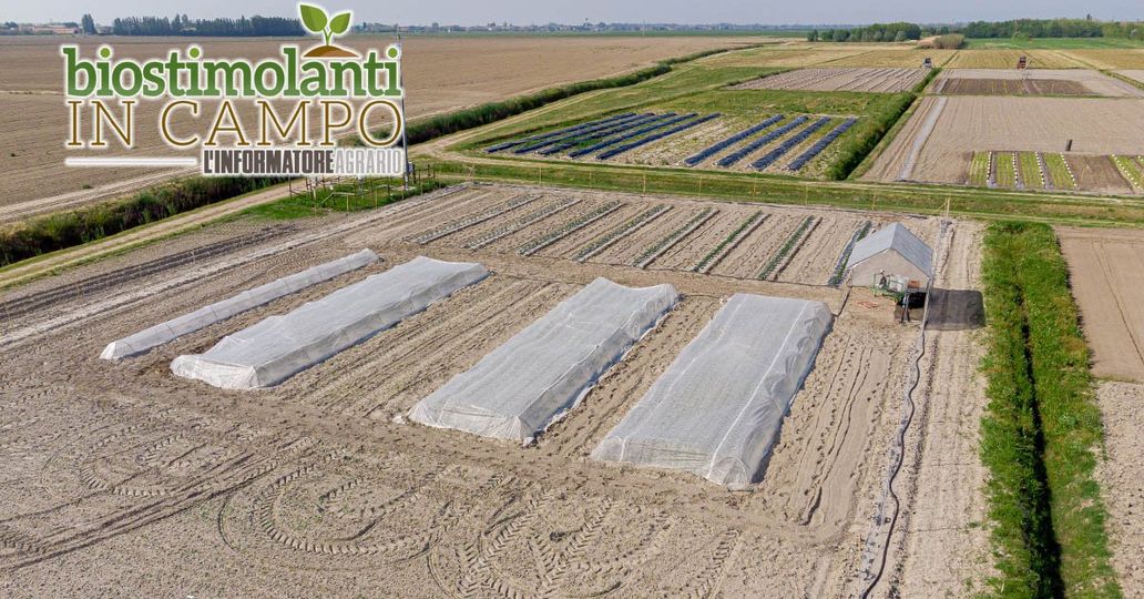 Biostimulants are perfect allies of farmers in the challenges that