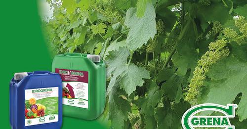 Le soluzioni Grena per unottimale nutrizione del grappolo 5000f dst jpg flffffff p500x261 q75ccb13 1oh00 AT SCDpSXC2lLC xHeJtm2PBVUbIZl93Z V SdCB8gbtnAoe62BC95B2 nc sidc504da