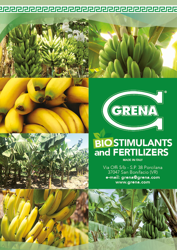 copertina banane