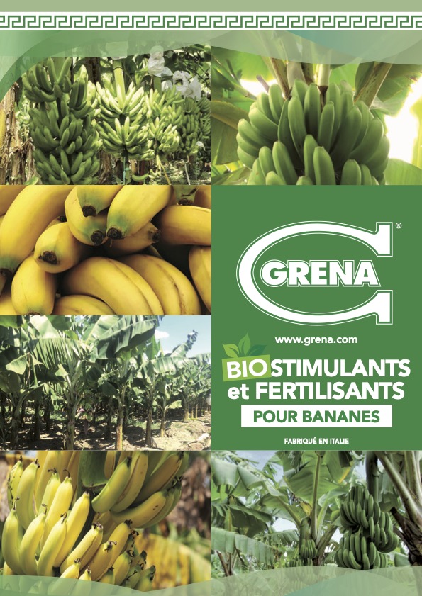 fr pieghevole banane