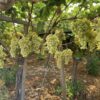 Les vendanges ont commence et vous pouvez voir et surtout