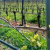 RIPRESA PRIMAVERILE IN CORSO ma anche rischio di GELATE TARDIVE