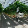 ¡Visita técnica a Bélgica de productores de fresas!