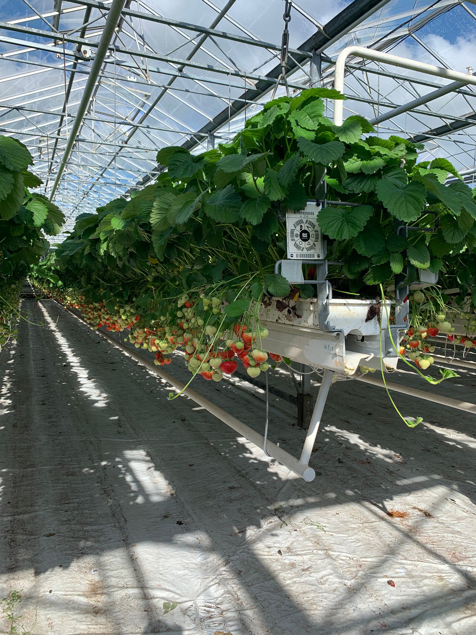 ¡Visita técnica a Bélgica de productores de fresas!