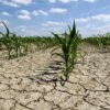 Does drought really reduce water infiltration into the soil? Commenting