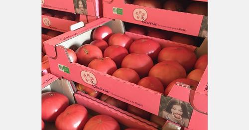 Générose : « la nouvelle tomate 100 % bio et