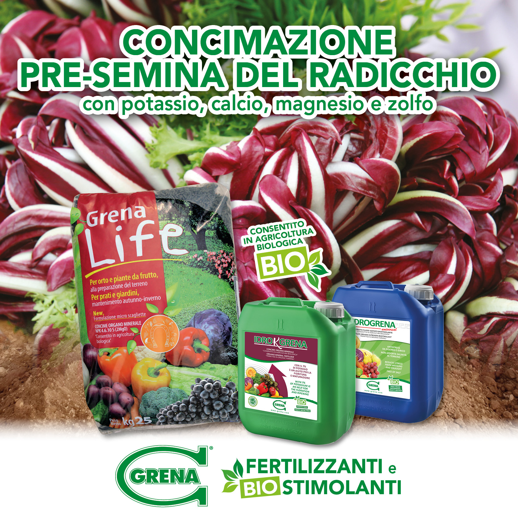 FB concimazioni radicchio