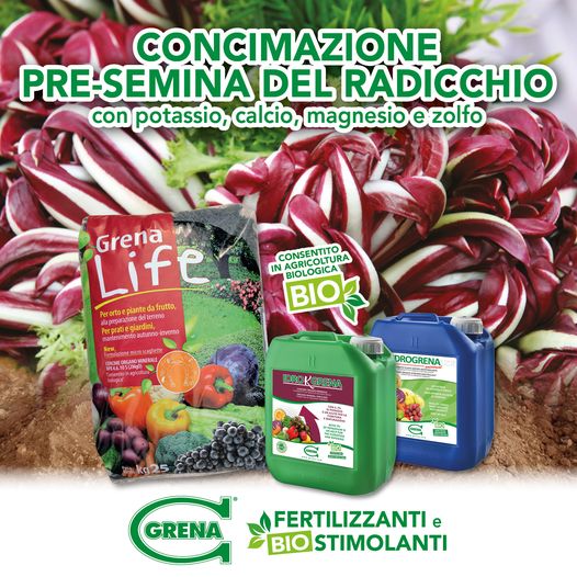 PRE SEEDING FERTILIZATION of RADICCHIO! In the summer months it is