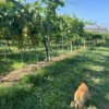 Check in my Finca personal with system of Riego a