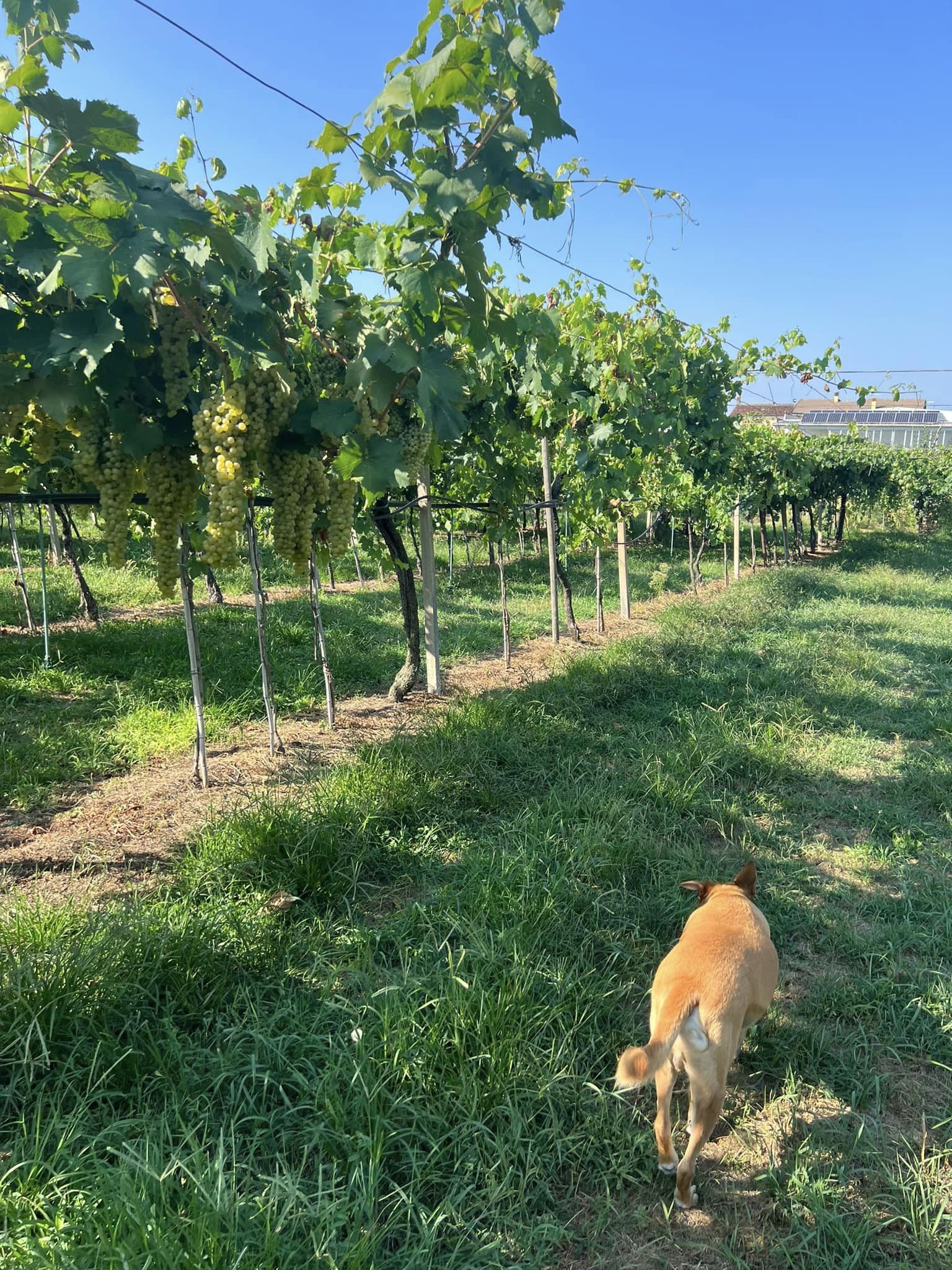 Chequeo en my Finca personal con sistema de Riego a