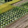 Basic fertilization of hazelnuts with Grena Star N8 fertilizer With