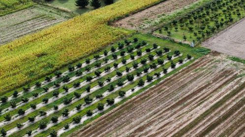 Basic fertilization of hazelnuts with Grena Star N8 fertilizer With