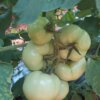 Il pomodoro è una pianta delicata da condurre sul piano