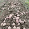 In Bosnien hat die Kartoffelernte begonnen! Diese wurden gedüngt mit