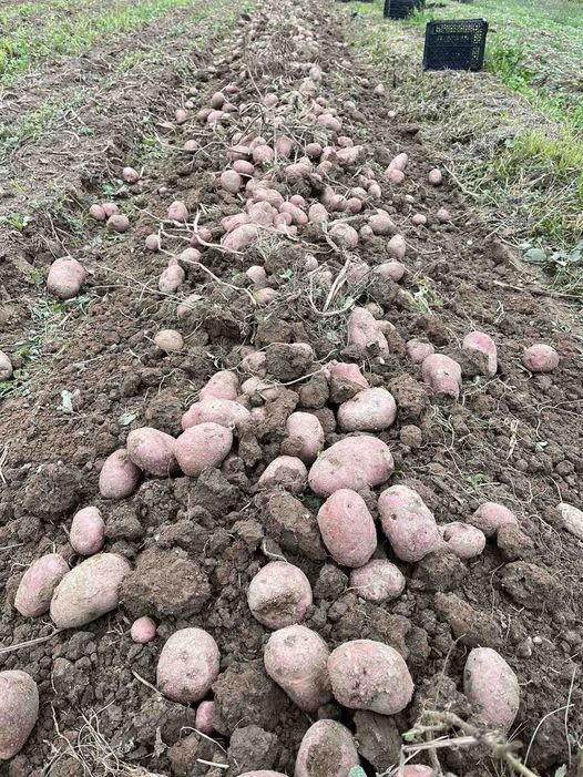 ¡La cosecha de patatas ha comenzado en Bosnia! Estos han