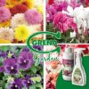 Cyclamen, violets and chrysanthemums cannot be missing from our balconies Balconies