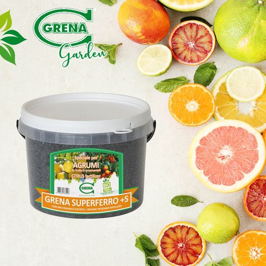 Zitronen, Mandarinen, Orangen, Lupinen KÜMMERN SIE SICH AUF ZITRUSFRUCHT Dekorationen im