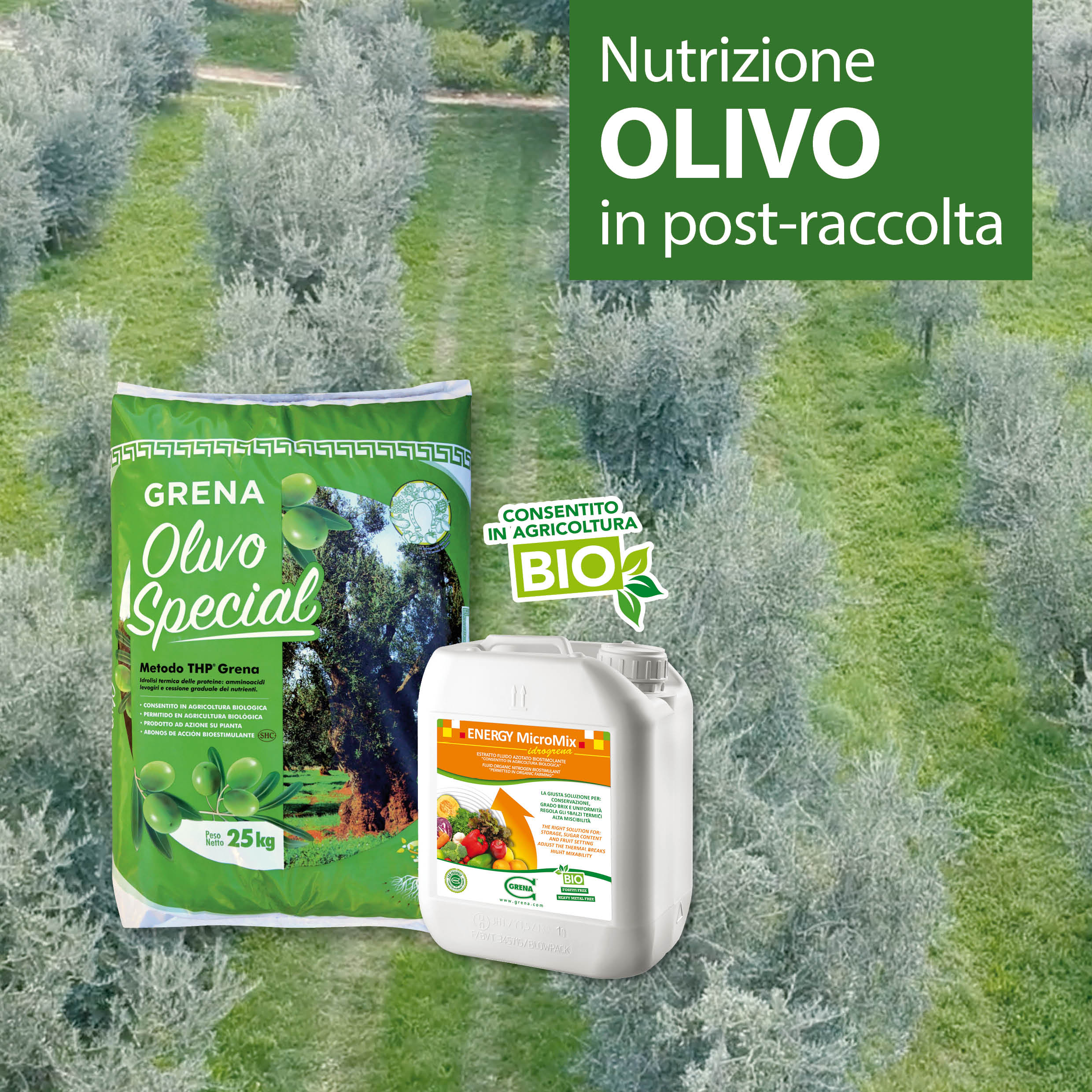 Banner Web Olivo Gennaio 2023
