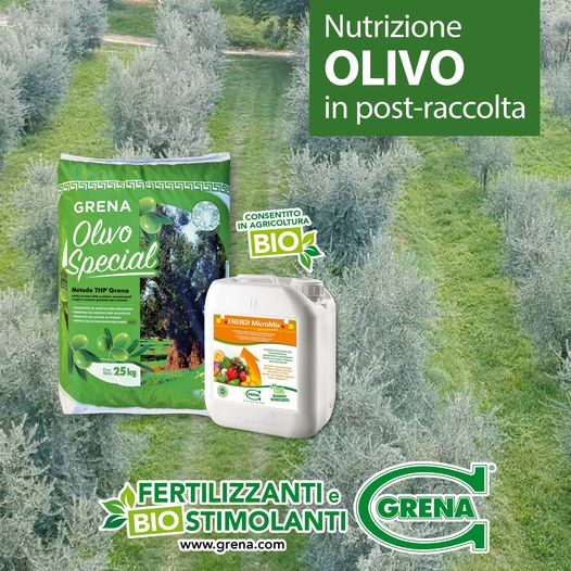 E' tempo di pensare alla concimazione Post Raccolta per l'OLIVO! GRENA