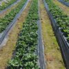 #GRENALIFE 4 6 10+2 MgO #PHYTOGREEN 8 3 2 #PHYTOGREEN 2 5 8 #T GRO