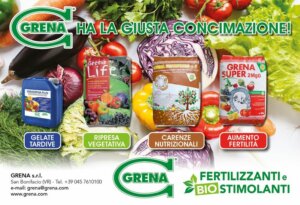 Spätfröste? Vegetativer Neustart? Mangelernährung? Erhöhte Fruchtbarkeit?
