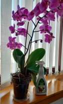 Potrebbe essere un'immagine raffigurante orchidea vanda
