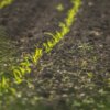 Carenza di potassio nei terreni, agricoltura a rischio