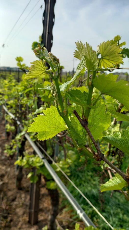 Recuperación vegetativa en marcha!!! Viñedo Chardonnay abonado en enero con
