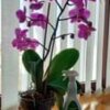 Podría ser una imagen que represente la orquídea vanda.