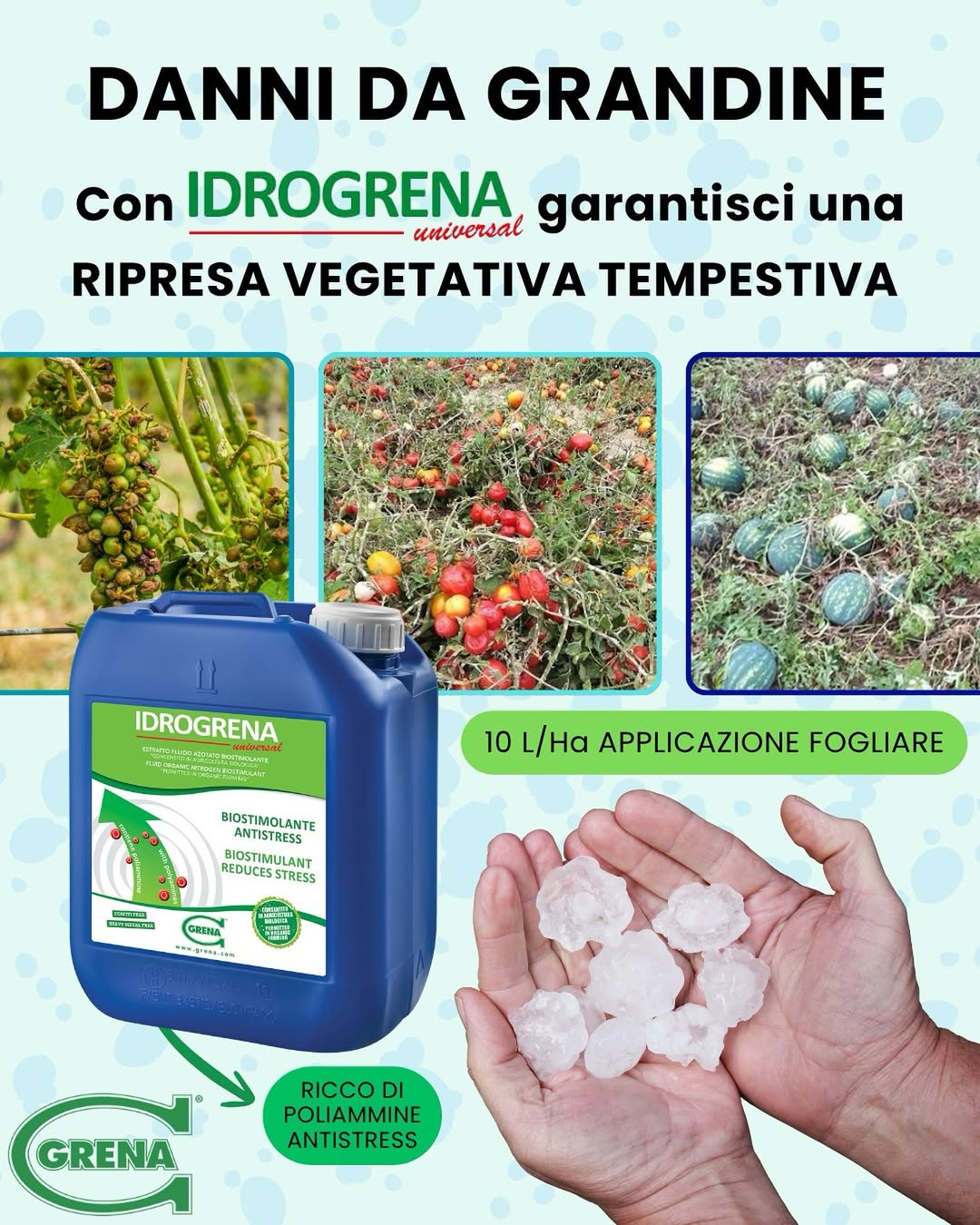grandine sulle coltire? non tutto È perduto! la grandinata può