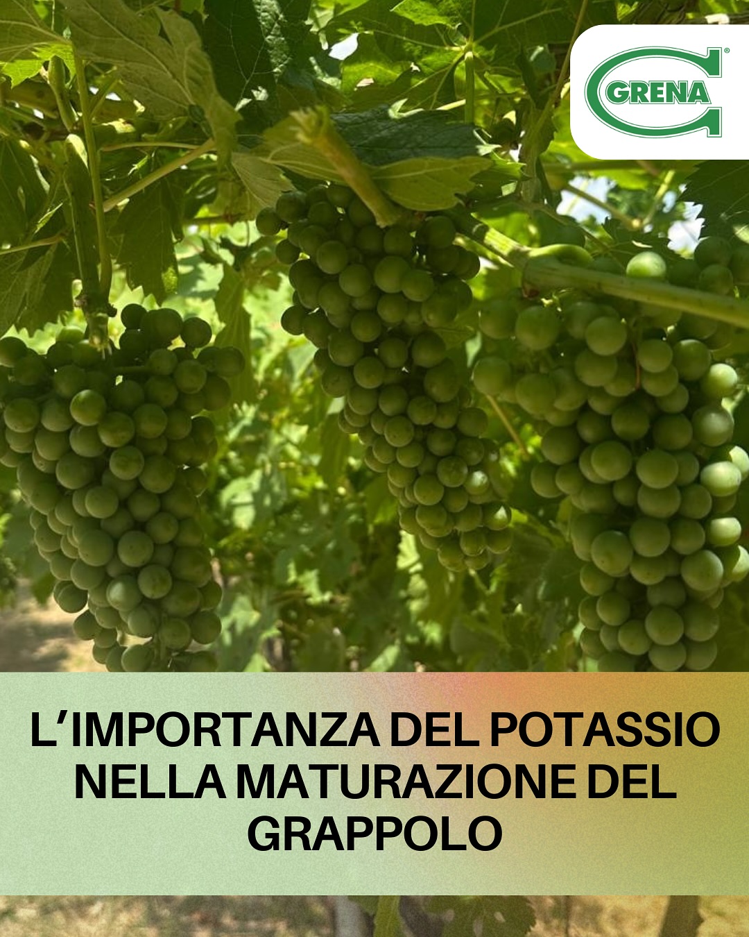 il conto alla rovescia per la raccolta è iniziato ed