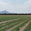 nutri la terra e raccogli il futuro ci impegnano quotidianamente