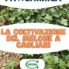 l’esigenze della coltivazione del melone a pieno campo in provincia