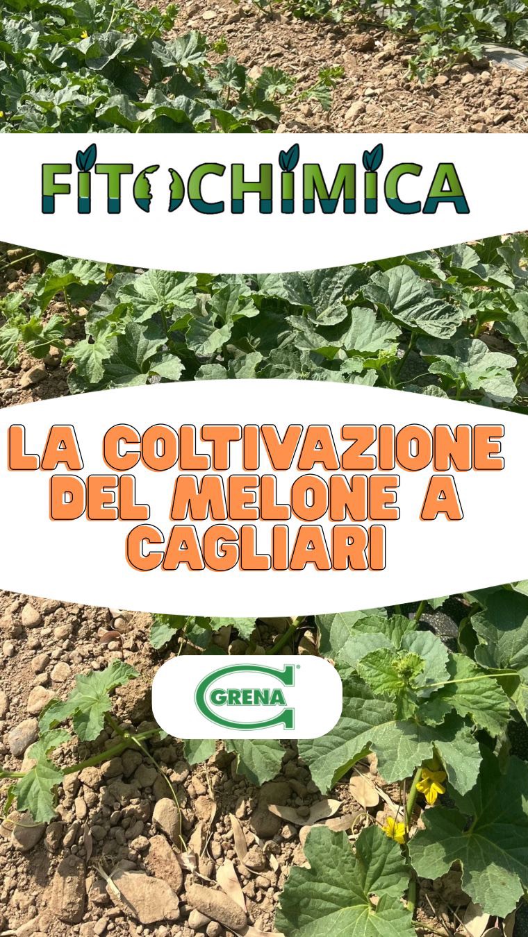 l’esigenze della coltivazione del melone a pieno campo in provincia