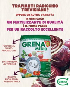 dal momento in cui si volessero trapiantare le piantine di