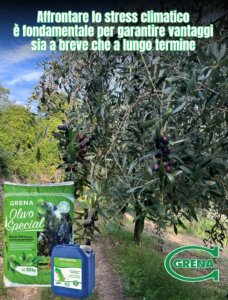 enhancing the resilience of olive groves means supporting agricultural income...