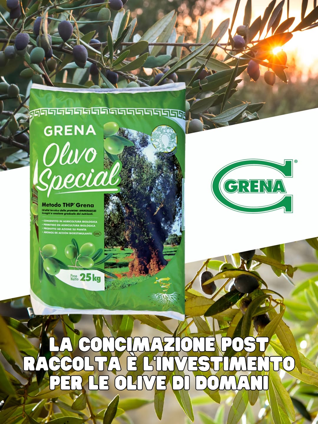 good post harvest fertilization of the olive tree guarantees excellent recovery...