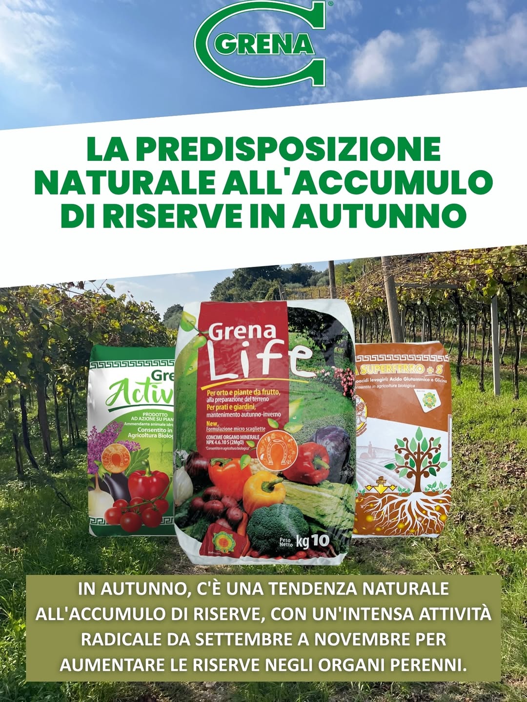 le piante, in autunno, approfittano di questo periodo per immagazzinare