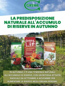 plants, in autumn, take advantage of this period to store