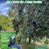 potenziare la resilienza degli oliveti significa supportare il reddito agricolo