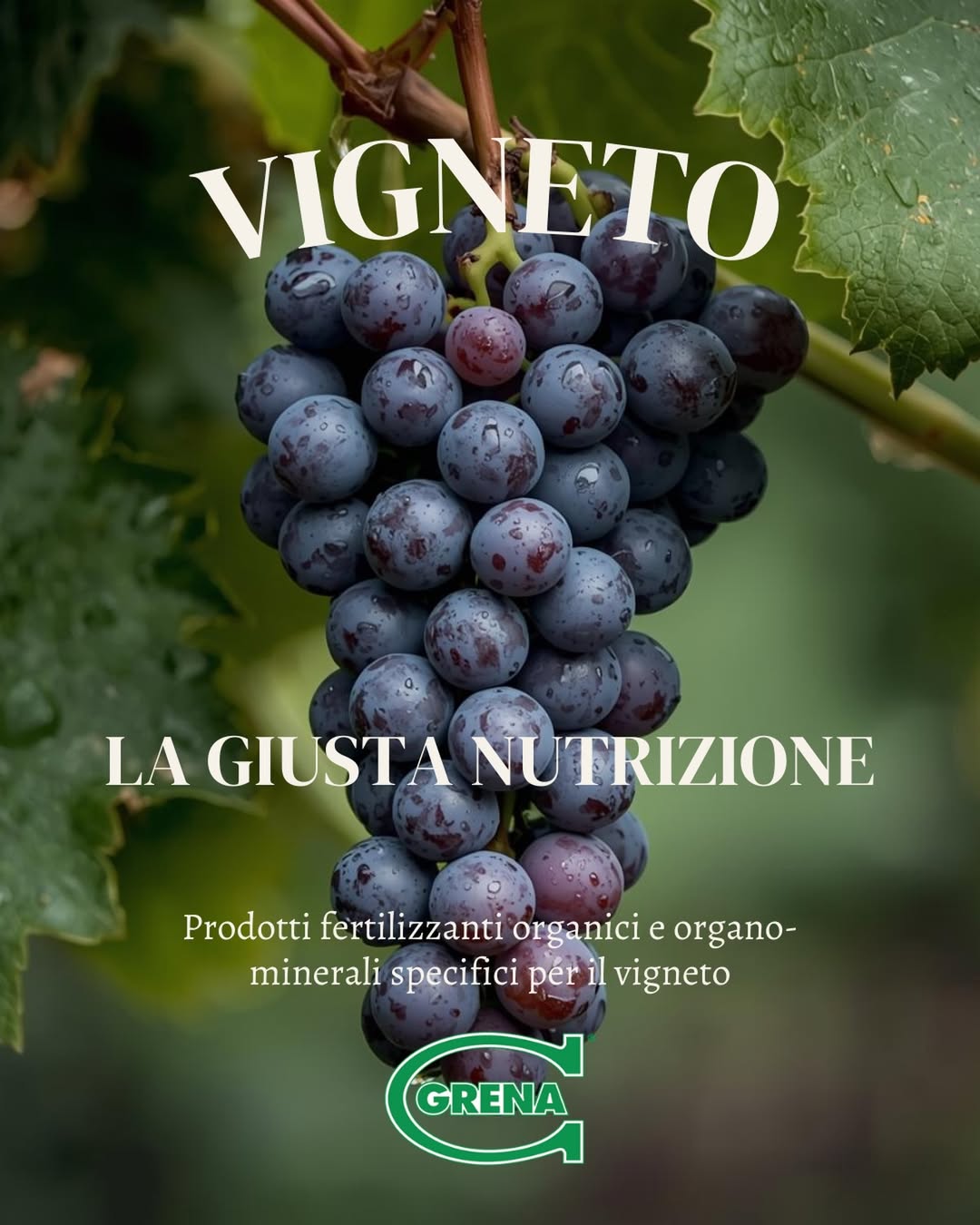 la fertilización del viñedo es fundamental cerca del despertar vegetativo...