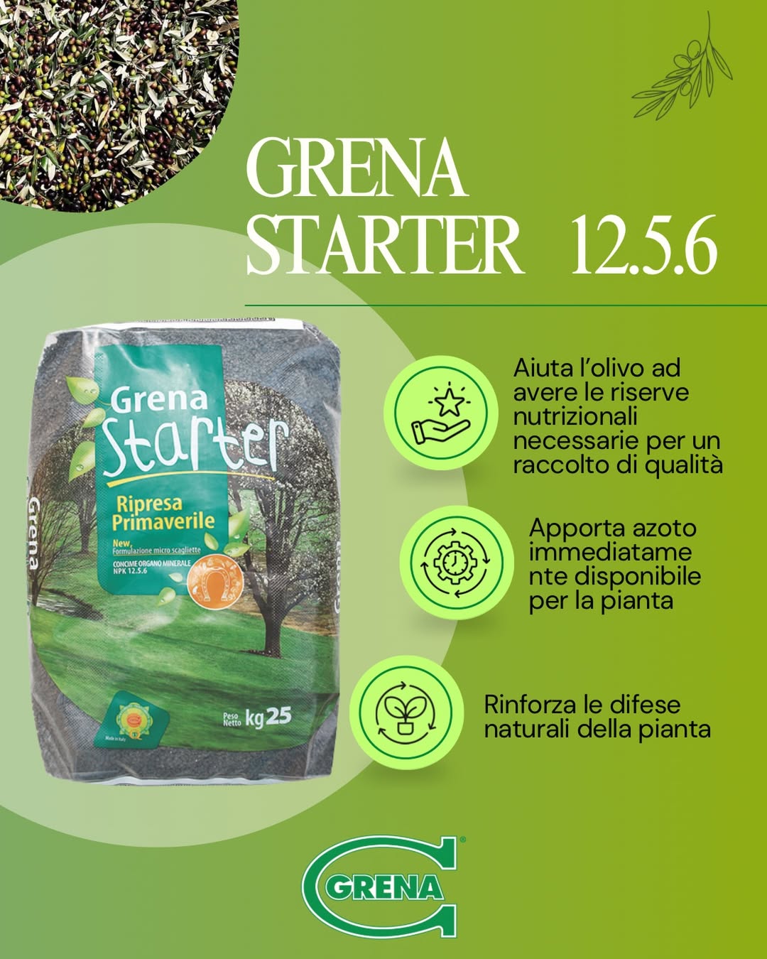 ein pünktlicher start der olivenbäume ist wichtig, um das ziel