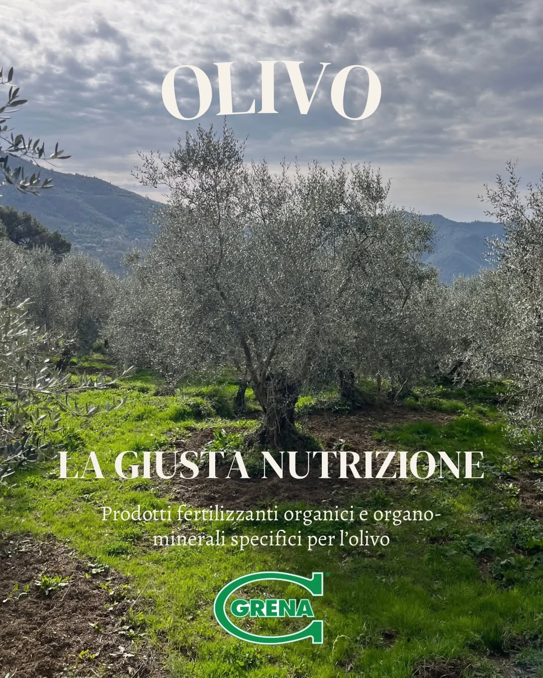 italian olive groves are often located in hilly, shallow and
