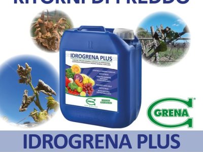 gelate e freddo tardivo? IDROGRENA PLUS è UN ALLEATO CONTRO