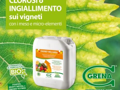 BEHEBEN SIE DIE CHLOROSE ODER VERGELBUNG AUF DEN WEINBERGEN MIT