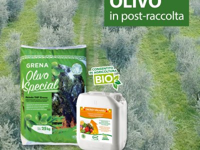 Banner Web Olivo Gennaio 2023