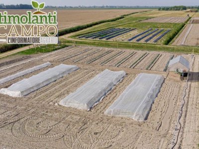 Biostimulants are perfect allies of farmers in the challenges that